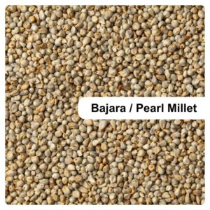 Bajara Pearl Millet Mahaport Export
