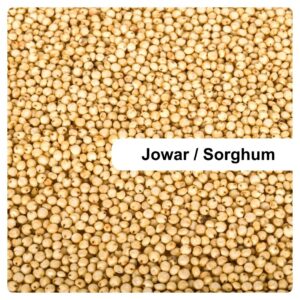 Jowar Sorghum Mahaport Export