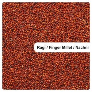 Ragi - Finger Millet - Nachni Mahaport Export