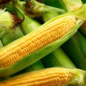 Maize Exporter from India